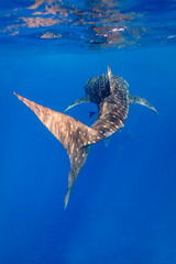 Underwater close up of whale shark ,  Rhincodon typus,  turning toward prey © Pete Niesen Photo