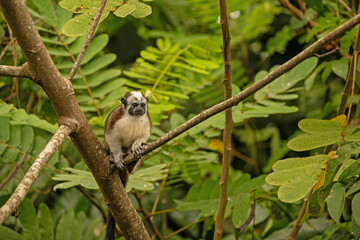 Fototapeta premium Geoffroy's tamarin monkey in Panama