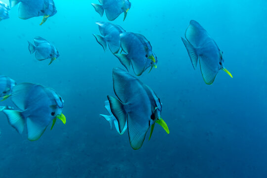 A school of Batfish (Platax orbicularis) swims in clear blue ocean water.