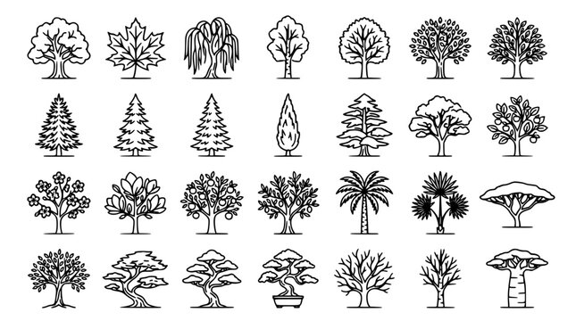 Botanical forest tree outline icon set with pine palm maple bonsai and baobab linear symbols isolated on white background vector graphic design bundle
