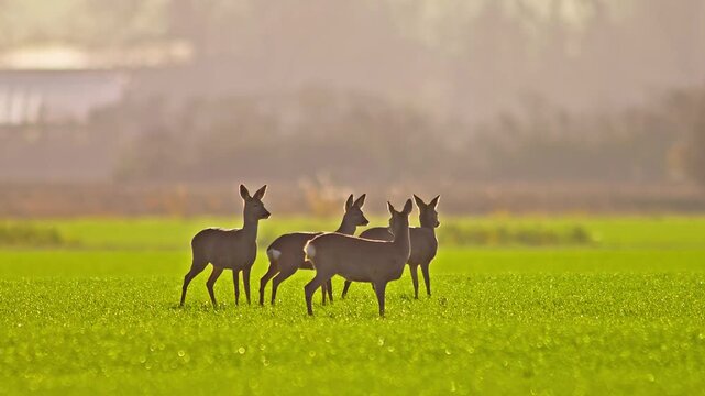 European Roe Deer Group Searching for Food in Agricultural Landscape During Winter Sunrise, 4K Wildlife Footage