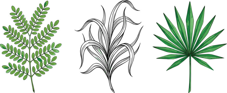 Fern frond black ink line grass clump and fan palm leaf tropical botanical vector set