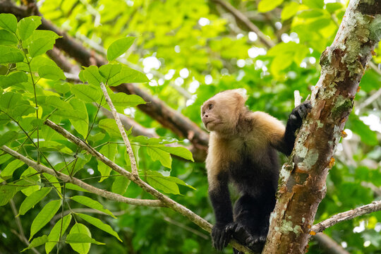 Capuchin monkey in a rainforest near Gamboa in Panama