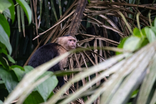 Capuchin monkey in a rainforest near Gamboa in Panama