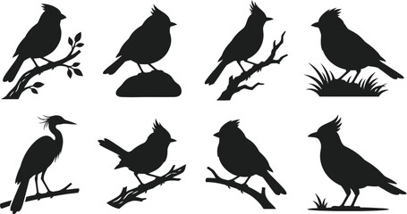 Fototapeta premium Bird silhouettes collection black shapes on a white background
