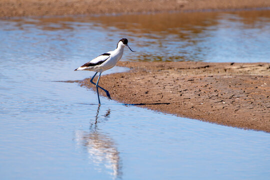 Pied avocet in a salt flat in Chiclana, Spain.