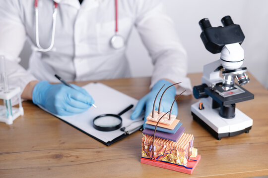 Skin layer anatomical model with microscope and doctor trichologist writing on clipboard in clinic