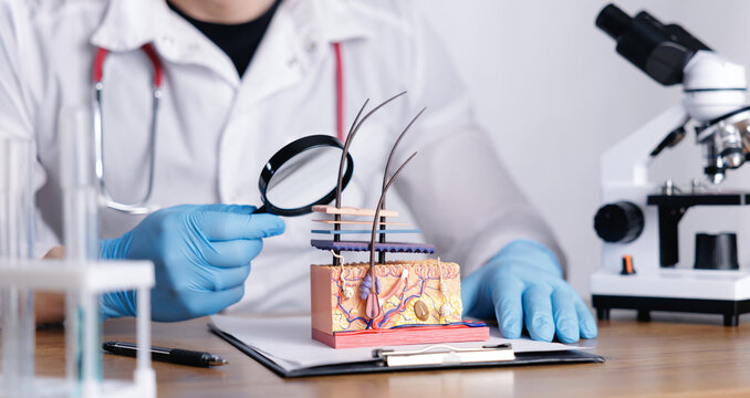 Dermatology lab scene with hands in gloves inspecting layered skin model for clinical education of trichologist