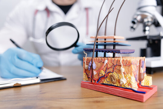 Doctor trichologist examining hair model with magnifying glass in lab