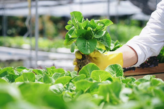 A person is holding a plant in a greenhouse