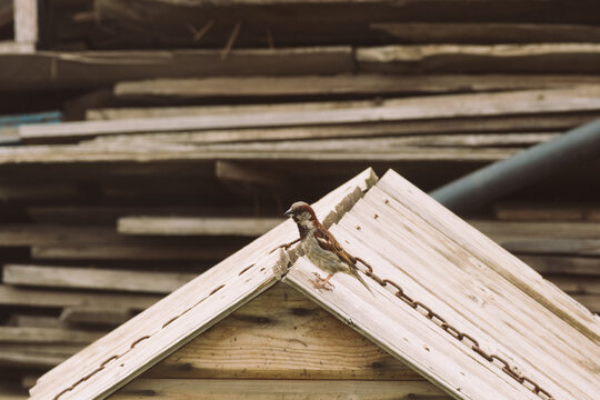 A small brown sparrow perched on the edge of a wooden roof. The background features stacked wooden planks, creating a rustic atmosphere.