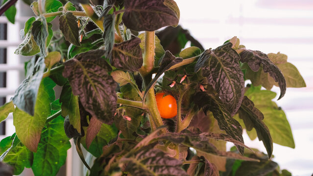 A close-up of a small orange tomato growing among dark green and purple leaves. The plant is indoors, with sunlight filtering through a window.