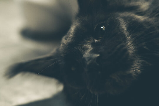 Close-up of a black cat with bright eyes. The cat has a soft, fluffy coat and is resting on a surface. The background is softly blurred.