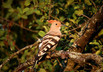 Eurasian hoopoe (Upupa epops) perched on a tree branch during golden hour. Colorful wild bird with distinctive orange crest and black-and-white striped wings in its natural woodland habitat.  © dzianga.wild