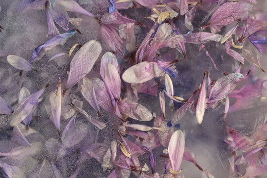 Smoke close-up soft focus lilac pink flower petal through glass with frozen ice. Abstract natural blur wet background.