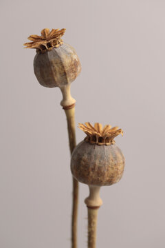Dried poppy heads, stem on neutral beige gray background.