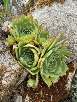 Succulente r&eacute;sistante &agrave; la canicule et &agrave; la s&eacute;cheresse, plante d&eacute;corative facile d&rsquo;entretien