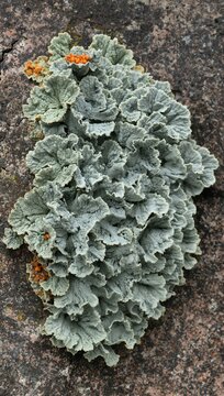 Greenish-gray lichen with frilled edges growing on a rocky surface, displaying orange fruiting bodies among textured layers in a natural outdoor setting
