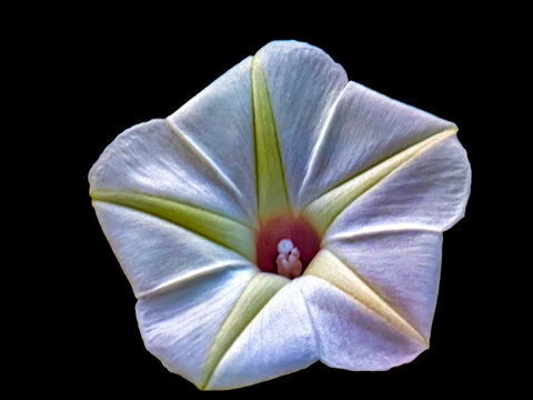 Beautiful white Ipomoea obscura morning glory flower with symmetrical texture isolated on dark background.