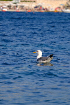 Seagull at Crystal turquoise water of Ionian Sea in Albania Saranda Ksamil.