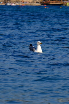 Seagull at Crystal turquoise water of Ionian Sea in Albania Saranda Ksamil.