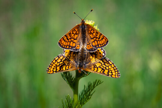 butterfly on a flower