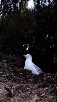 Seagull at Crystal turquoise water of Ionian Sea in Albania Saranda Ksamil.