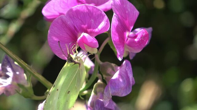 Common brimstone butterfly feeding on pink flowers