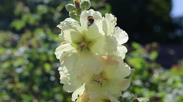 Bumblebee flying and pollinating a yellow flower in slow motion