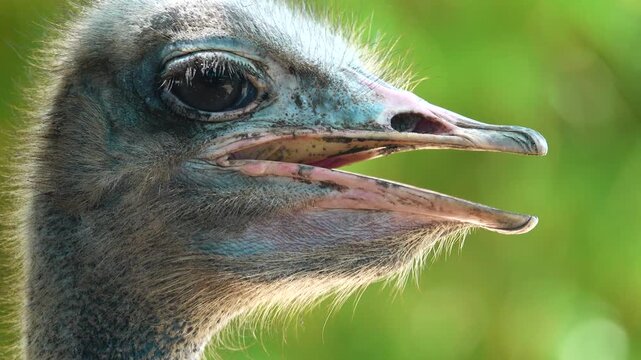 Close-up portrait of an ostrich showing detailed feathers, expressive eyes and unique facial features. Natural wildlife footage with shallow depth of field.