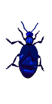 Blue beetle vector illustration isolated on transparent or white background, png