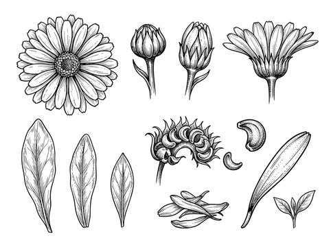Calendula flower vector sketch, herb leaf and seed set, isolated botanical element for cosmetic