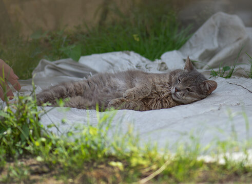 Cute cat  plays in the yard. Portrait of a cat on the farm.