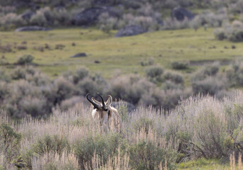 Pronghorn Buck in Wyoming in Summer © natureguy