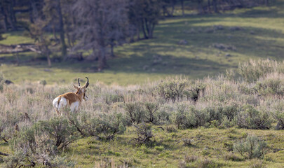 Pronghorn Buck in Wyoming in Summer © natureguy