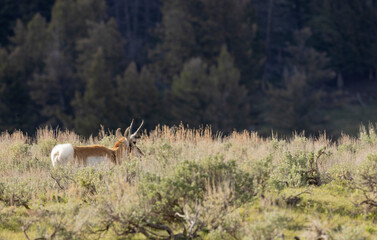 Pronghorn Buck in Wyoming in Summer © natureguy
