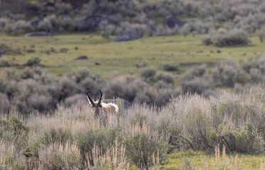 Pronghorn Buck in Wyoming in Summer © natureguy