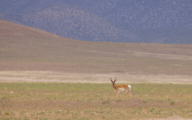 Pronghorn Buck in Wyoming in Summer © natureguy