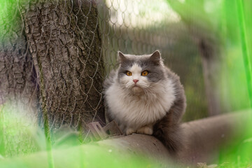 Cat to explore spaces outdoors. Let cat outside. Need for pets to be outdoors in the garden. Adorable cat in the garden free to roam © lesichkadesign