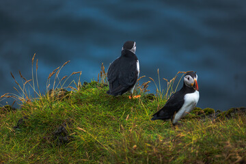 Obraz premium Two Atlantic Puffins on Grassy Clifftop Iceland
