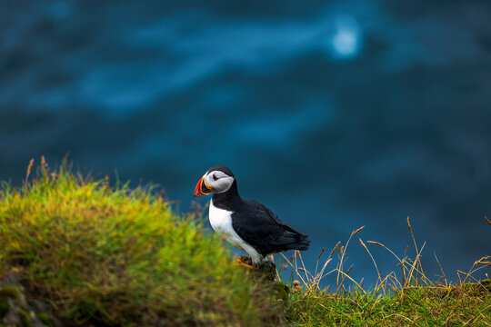 Atlantic Puffin perched on grass cliff overlooking blue ocean, Iceland