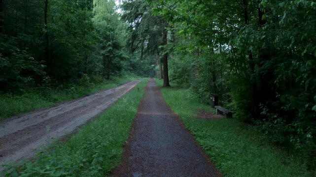 Point of view walking on a path in a green forest