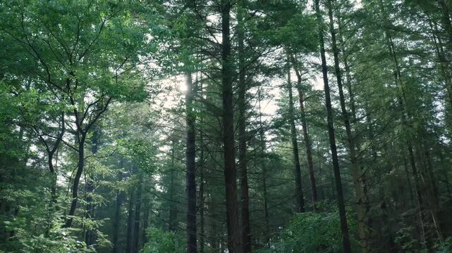 Sun shining through tall green trees in a dense forest