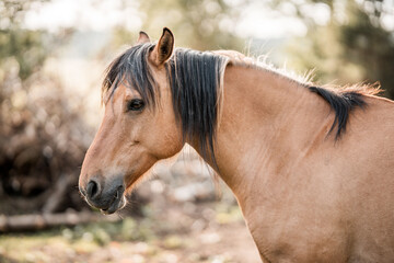 Close-up portrait of a buckskin horse with dark mane standing in a sunlit rural pasture © PIC by Femke