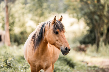 Chestnut horse portrait with dark mane standing on a sunlit woodland path, soft natural light and serene countryside background © PIC by Femke