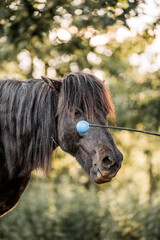 Close-up portrait of a shaggy dark pony with long mane and a blue rubber training ball on a rope in a woodland outdoor setting © PIC by Femke