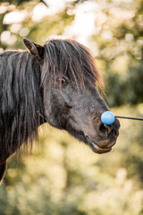 Close-up portrait of a black horse with long shaggy mane and blue ball attached to its nose on a rope, sunlit woodland background © PIC by Femke