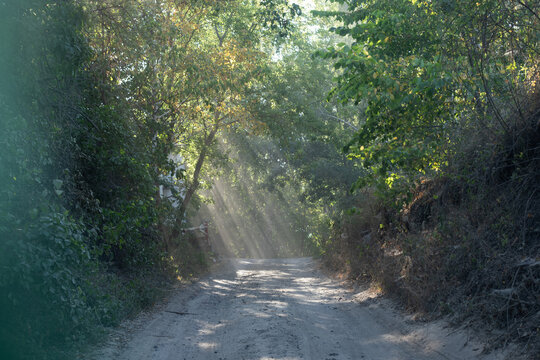 Morning sun rays through forest onto quiet dirt road