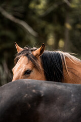 Close-up portrait of a bay horse with a black mane peeking over the back of a dark horse in a shaded woodland © PIC by Femke