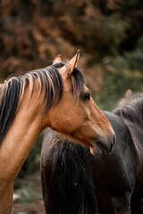 Close-up profile of a bay horse with flowing mane standing beside a dark horse in a woodland autumn scene © PIC by Femke